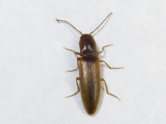 Dalopius marginatus