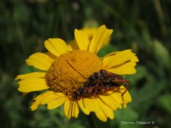 Stenopterus mauritanicus