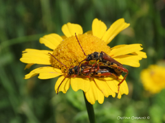 Stenopterus mauritanicus