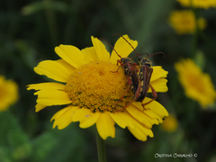 Stenopterus mauritanicus