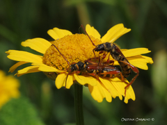 Stenopterus mauritanicus