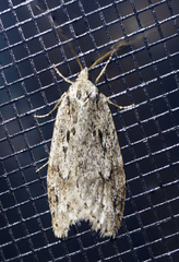Semioscopis megamicrella
