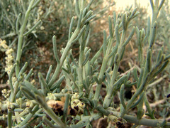 Haloxylon negevensis