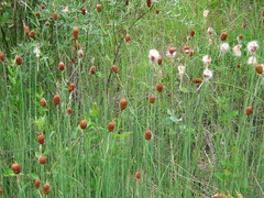 Typha minima