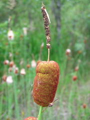 Typha minima