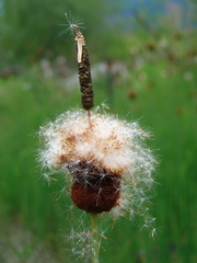Typha minima