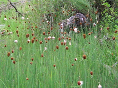 Typha minima