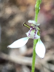 Eriochilus dilatatus