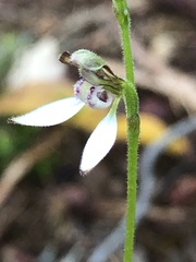 Eriochilus dilatatus