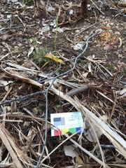 Eriochilus dilatatus