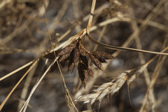 Bolboschoenus planiculmis