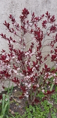 Prunus cerasifera pissardii