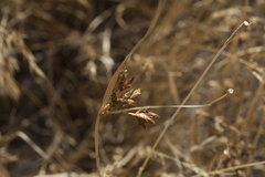 Bolboschoenus planiculmis