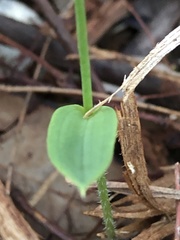 Eriochilus dilatatus
