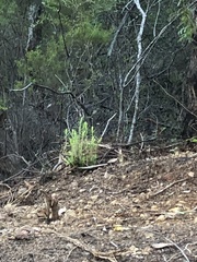 Eriochilus dilatatus