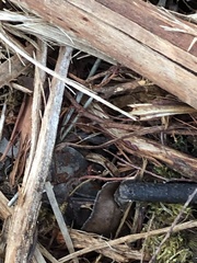 Eriochilus dilatatus