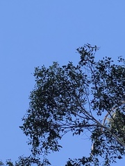 Eriochilus dilatatus