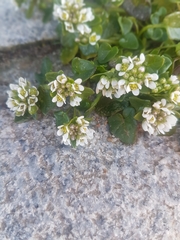 Cochlearia danica