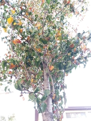 Magnoliopsida