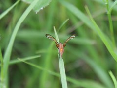 Tritoxa incurva