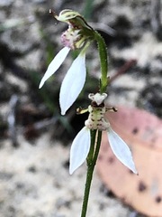 Eriochilus dilatatus