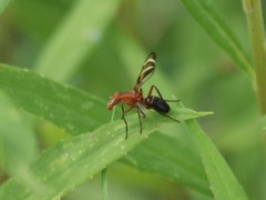 Tritoxa incurva