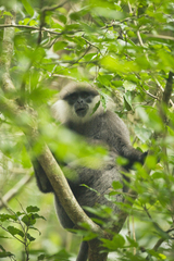 Semnopithecus vetulus