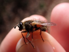 Tachina lurida