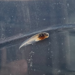 Zaire Dwarf Clawed Frog photo 4