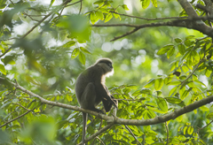 Semnopithecus vetulus nestor