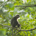 Western Purple-faced Langur - Photo (c) Kevin Schafer, some rights reserved (CC BY-NC-ND)