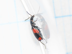 Anthocomus
