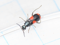 Anthocomus