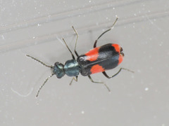 Anthocomus