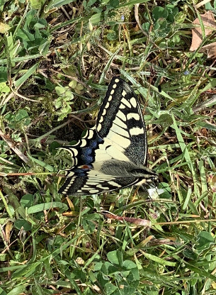 Papilio machaon