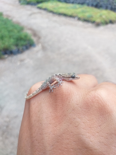 Western Leaf-toed Gecko, Phyllodactylus lepidopygus
