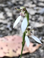 Eriochilus dilatatus