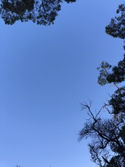 Eriochilus dilatatus