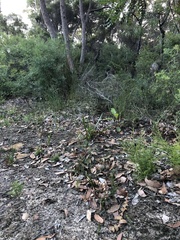 Eriochilus dilatatus