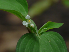Commelina suffruticosa