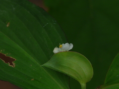 Commelina suffruticosa