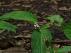 Commelina suffruticosa