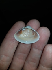 Mactra dissimilis
