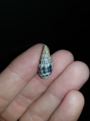 Otopleura auriscati