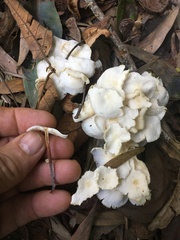 Marasmius pellucidus