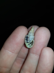 Otopleura auriscati