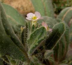 Anchusa milleri