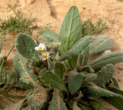 Anchusa milleri