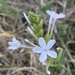 Wild Leadwort - Photo (c) Riana Fourie, some rights reserved (CC BY-NC), uploaded by Riana Fourie