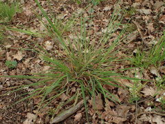 Dactylis glomerata lobata